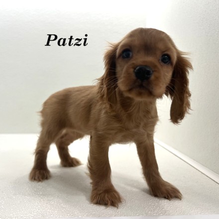 puppy, for, sale, Cockaliers, Joe & Cherri  Overlease, dog, breeder, Miller, MO, dog-breeder, puppy-for-sale, forsale, nearby, find, puppyfind, locator, puppylocator, aca